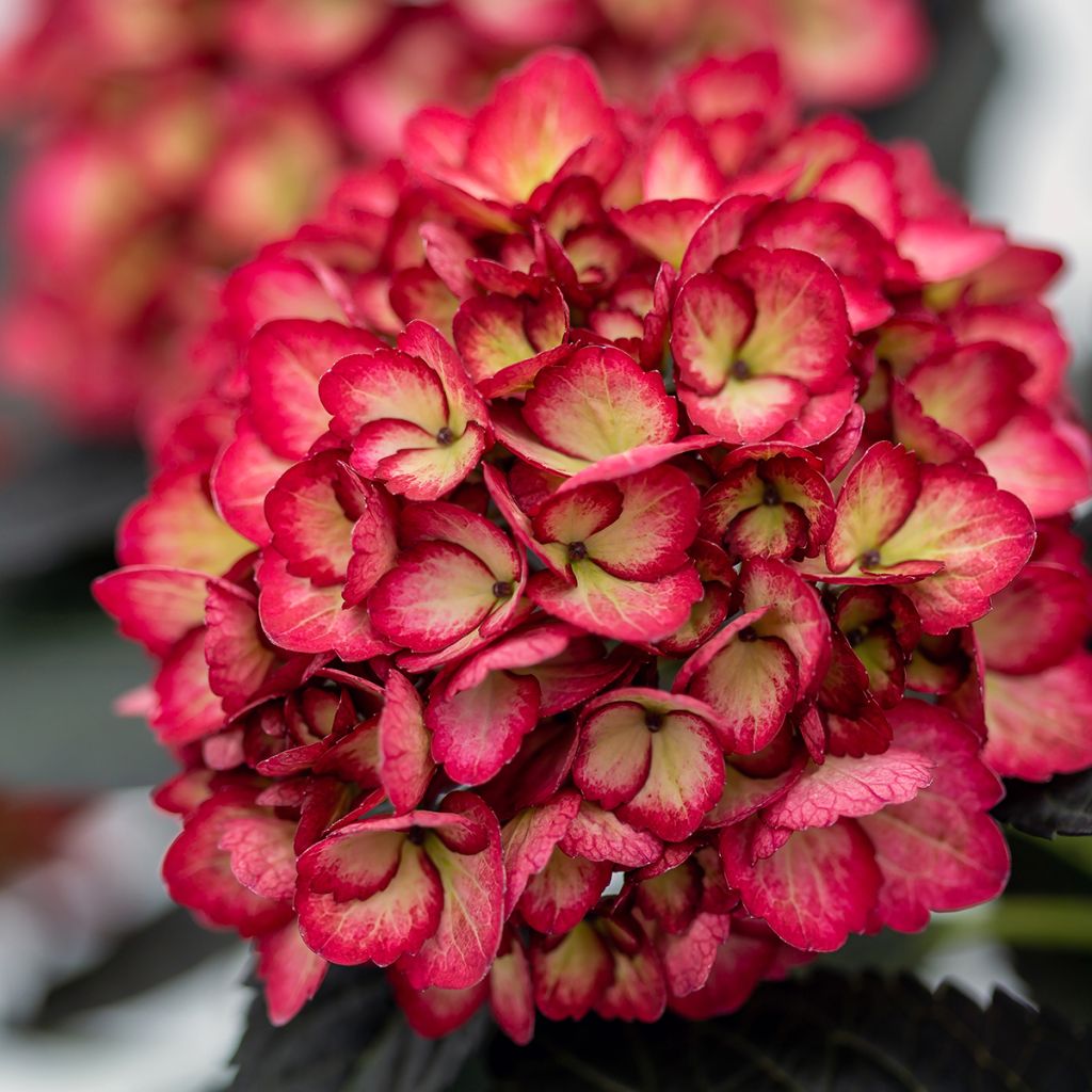 Hydrangea macrophylla Eclipse - Bauernhortensie