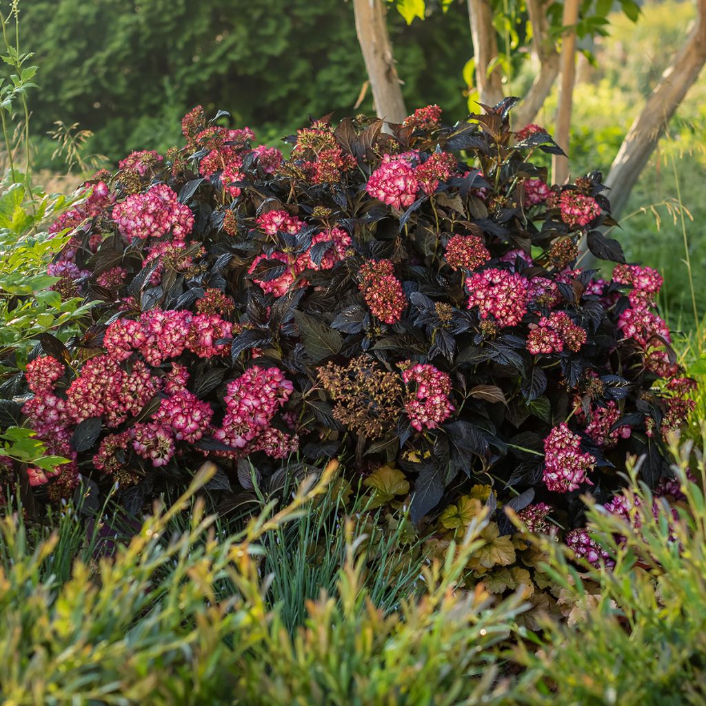 Hydrangea macrophylla Eclipse - Bauernhortensie