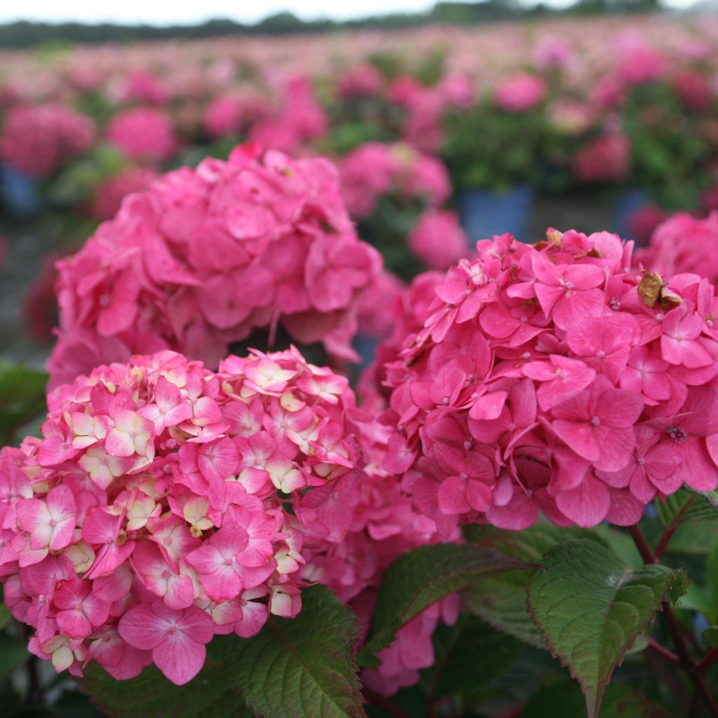 Hydrangea macrophylla Endless Summer Bloomstar - Bauernhortensie