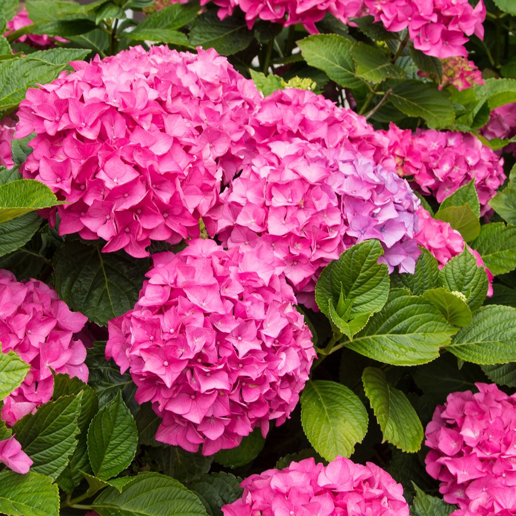 Hydrangea Freudenstein - Bauernhortensie