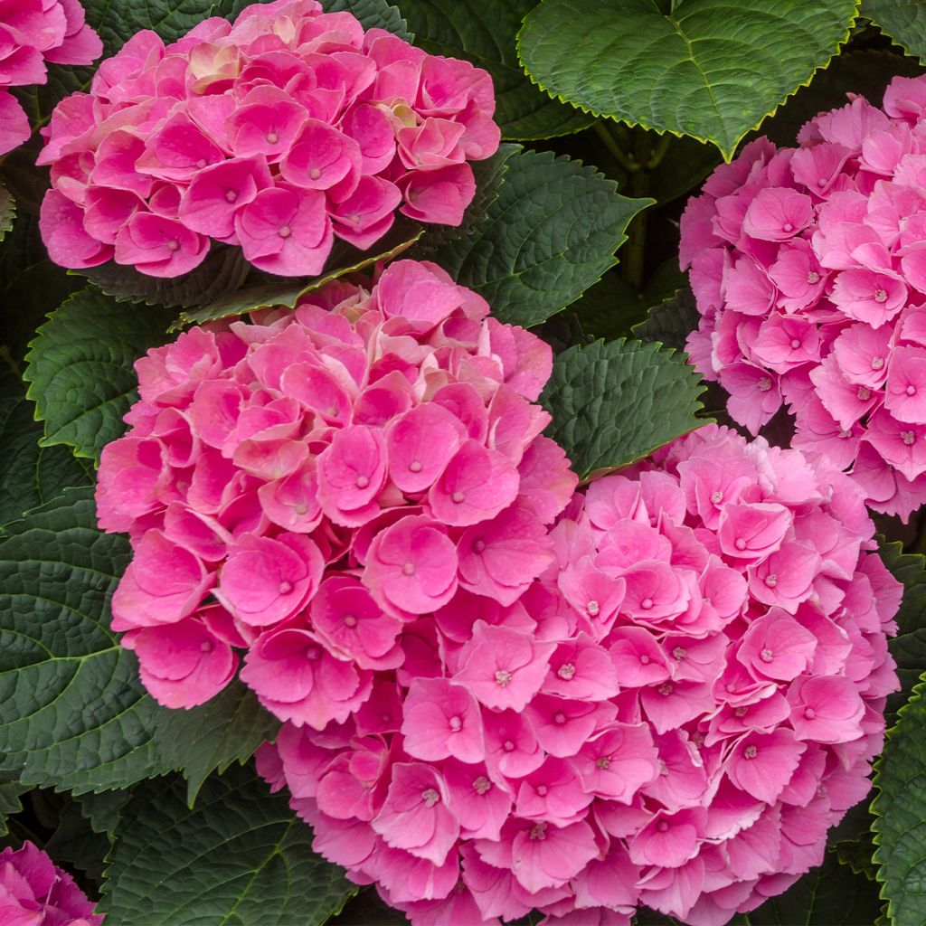 Hortensia - Hydrangea macrophylla Freudenstein