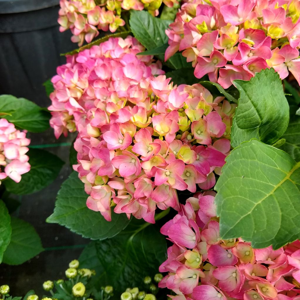 Hydrangea macrophylla 'Horcos' GRÄFIN COSEL ( SAXON® series ) - Bauernhortensie