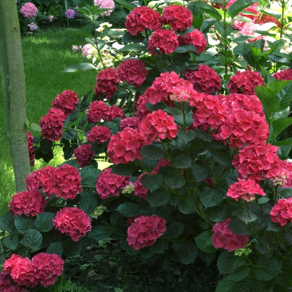 Hydrangea macrophylla Julisa - Bauernhortensie