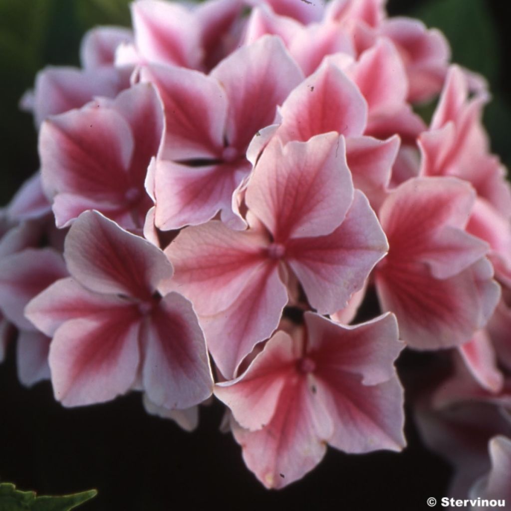 Hortensia - Hydrangea macrophylla Lady Nobuko