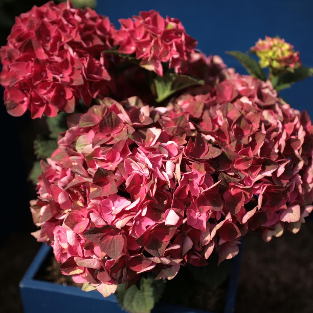 Hydrangea macrophylla Magical Crimson - Bauernhortensie