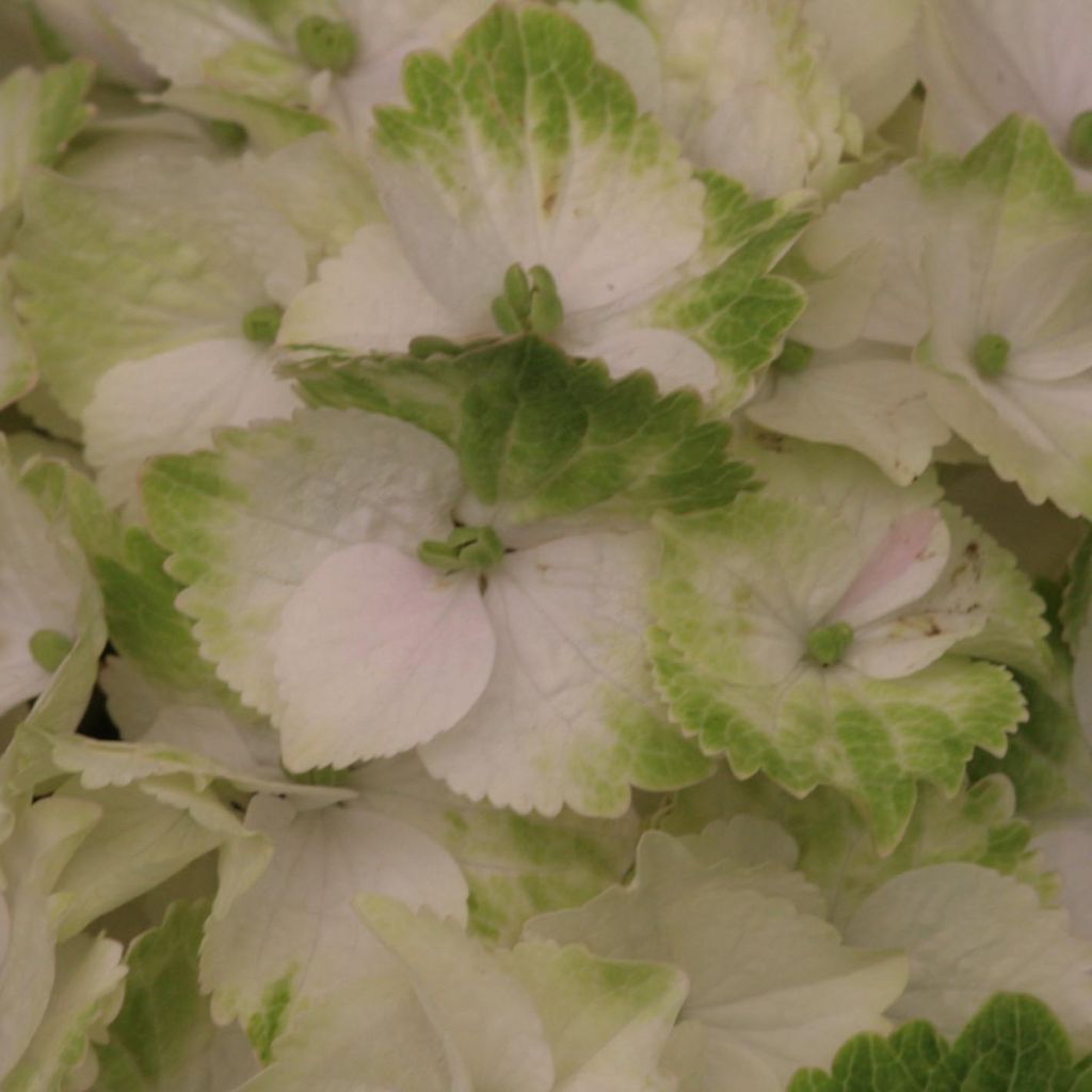 Hortensia  - Hydrangea macrophylla Magical Noblesse