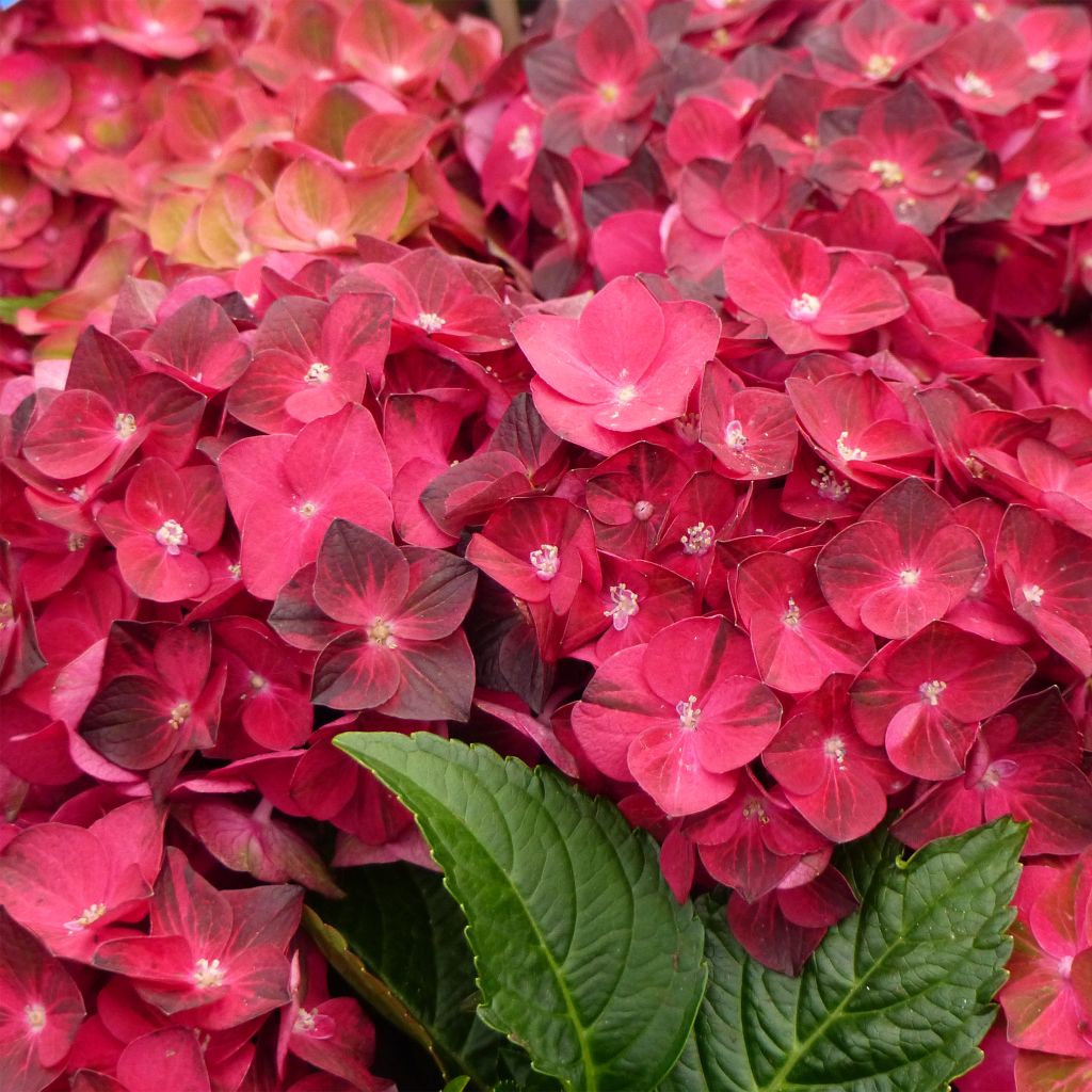 Hydrangea macrophylla Magical Ruby Tuesday - Bauernhortensie