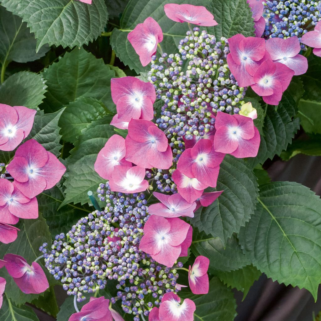 Hortensia - Hydrangea macrophylla Mousmee