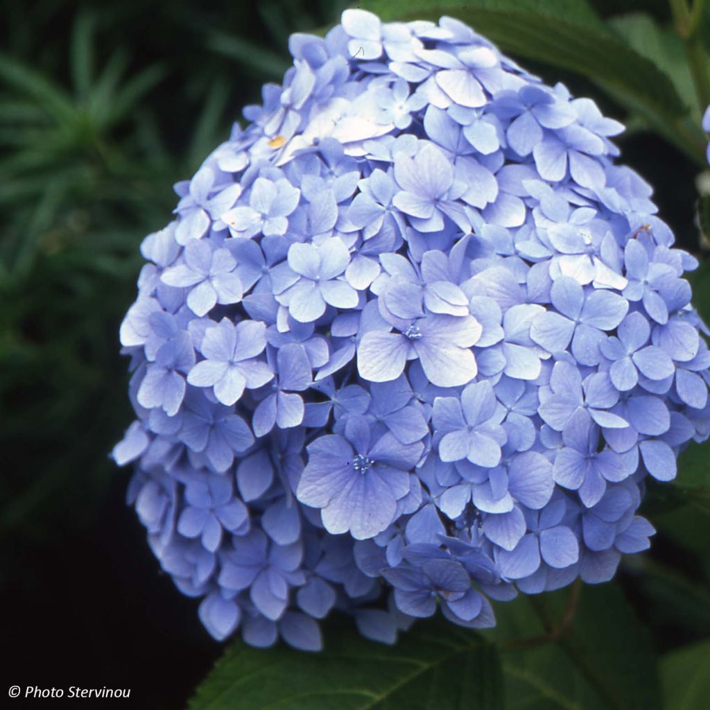 Hydrangea macrophylla Mousseline - Bauernhortensie