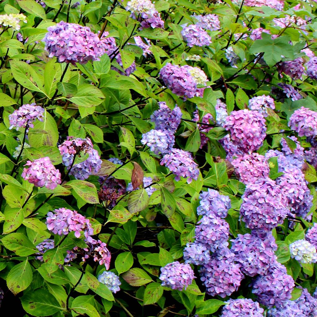 Hydrangea macrophylla Nigra - Bauernhortensie