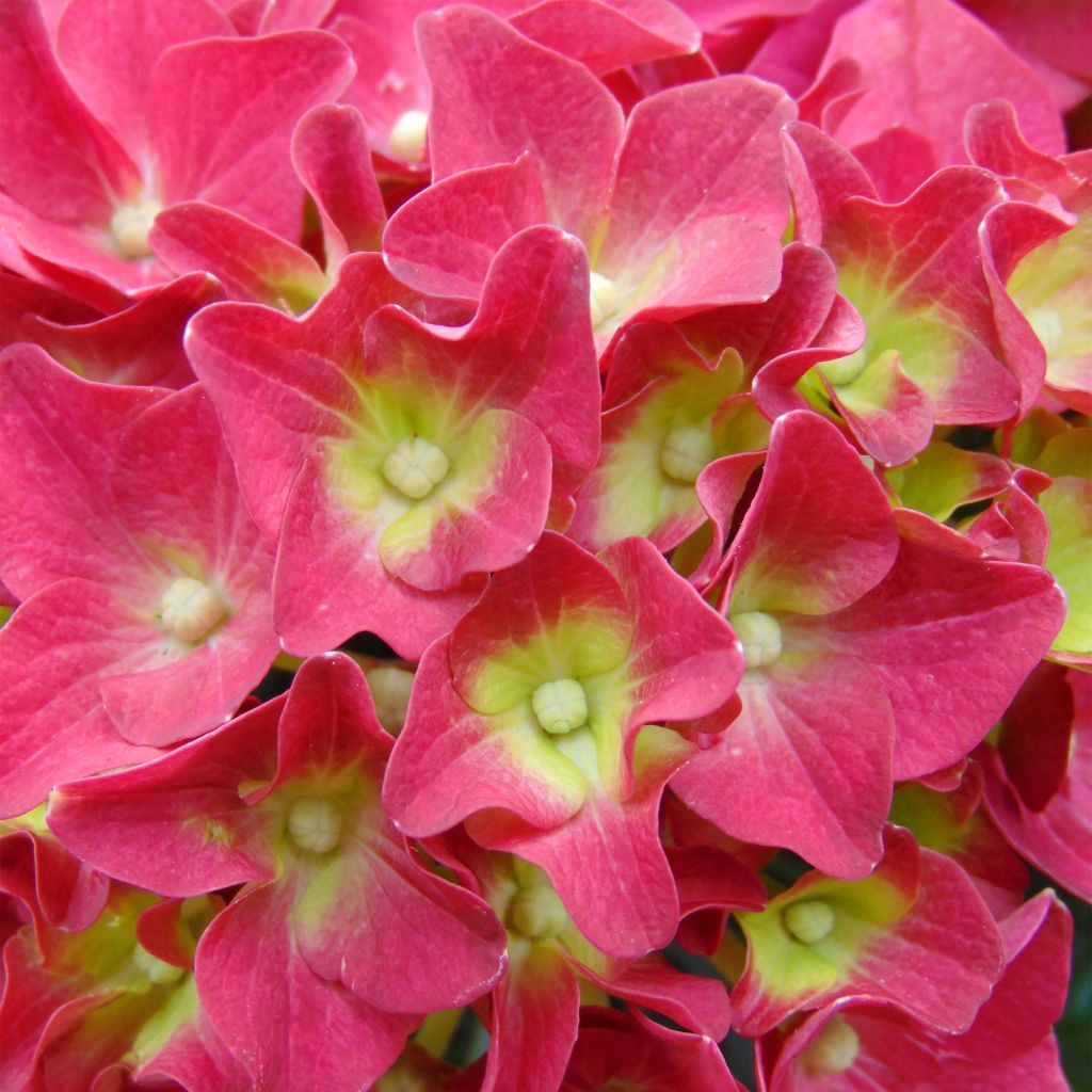 Hortensia - Hydrangea macrophylla Red Reggae (Music Collection)