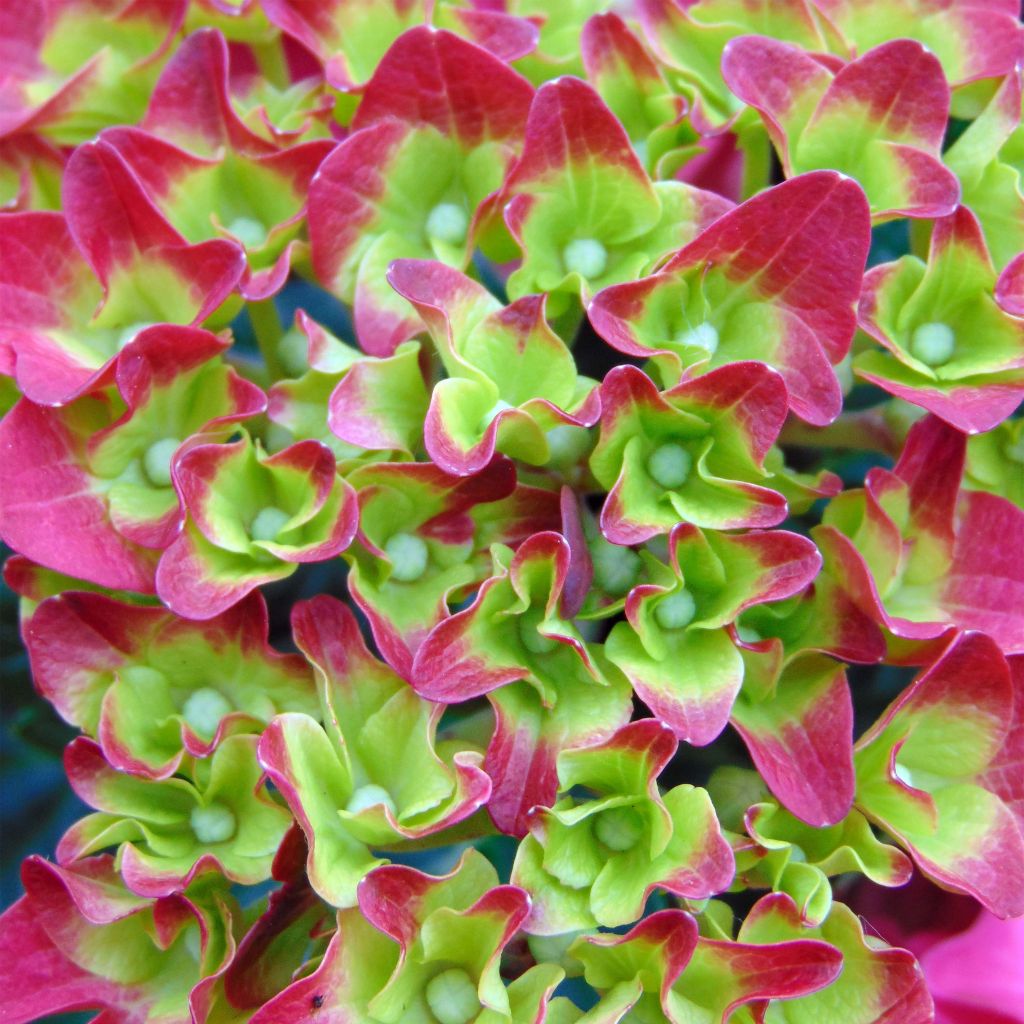 Hortensia - Hydrangea macrophylla Red Reggae (Music Collection)