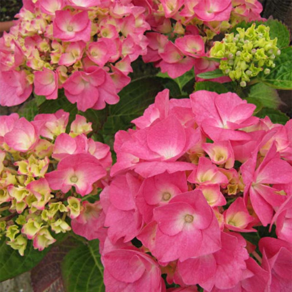 Hydrangea macrophylla Rosita - Bauernhortensie