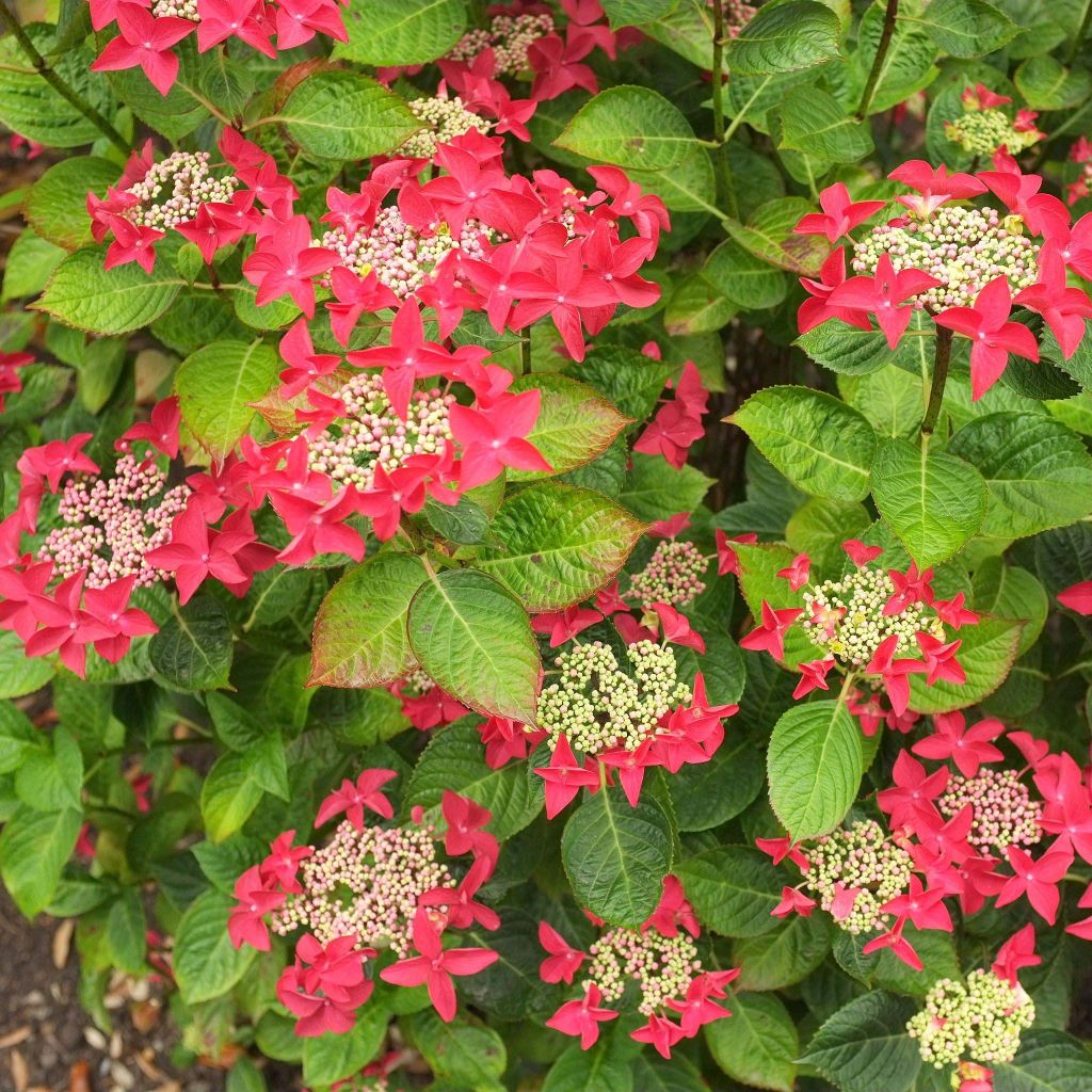 Hortensia Rotschwanz - Hydrangea macrophylla