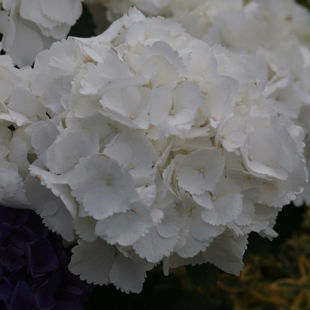 Hydrangea macrophylla Schneeball - Bauernhortensie