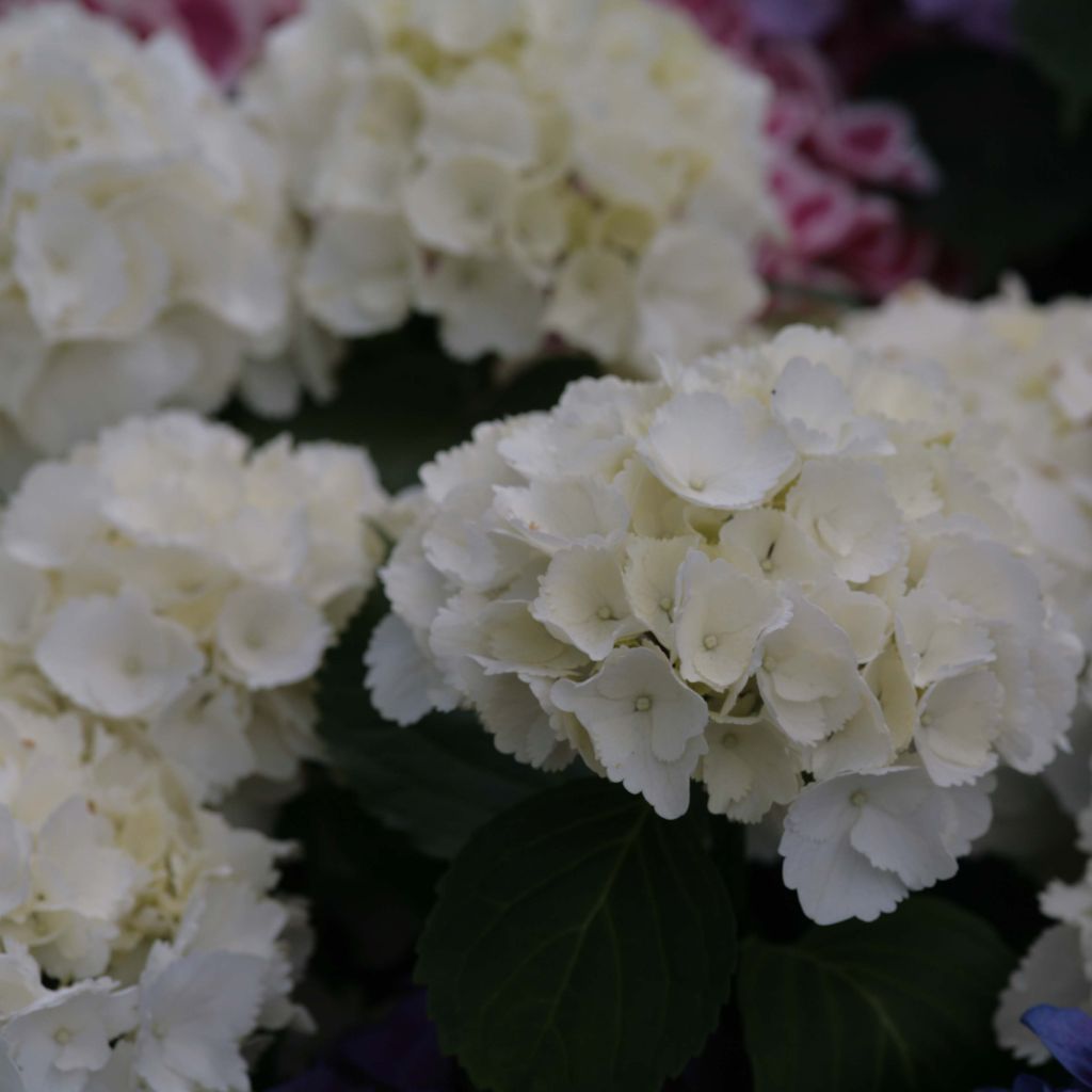 Hortensia - Hydrangea macrophylla Schneeball