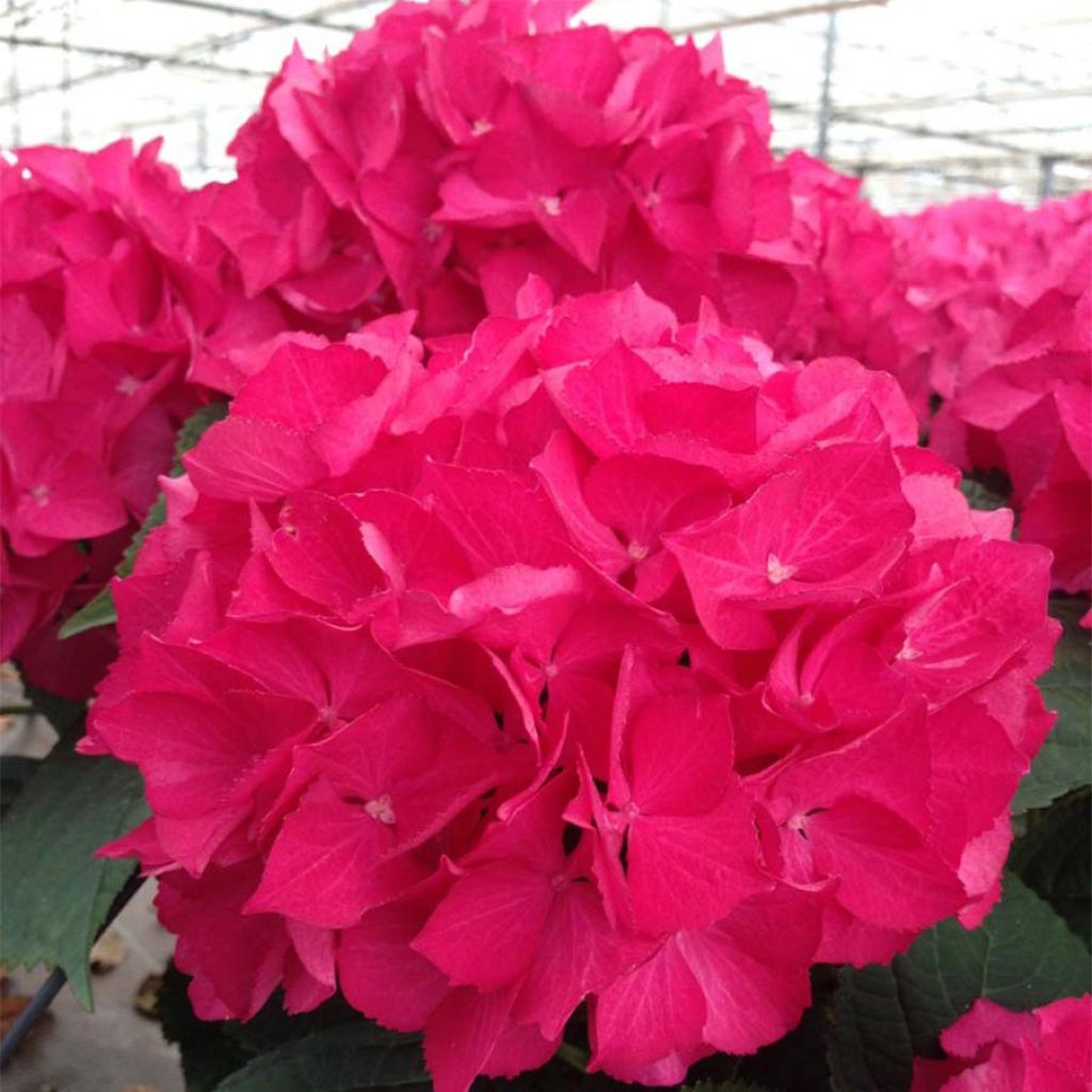 Hydrangea macrophylla Dutch Ladies Selma - Bauernhortensie