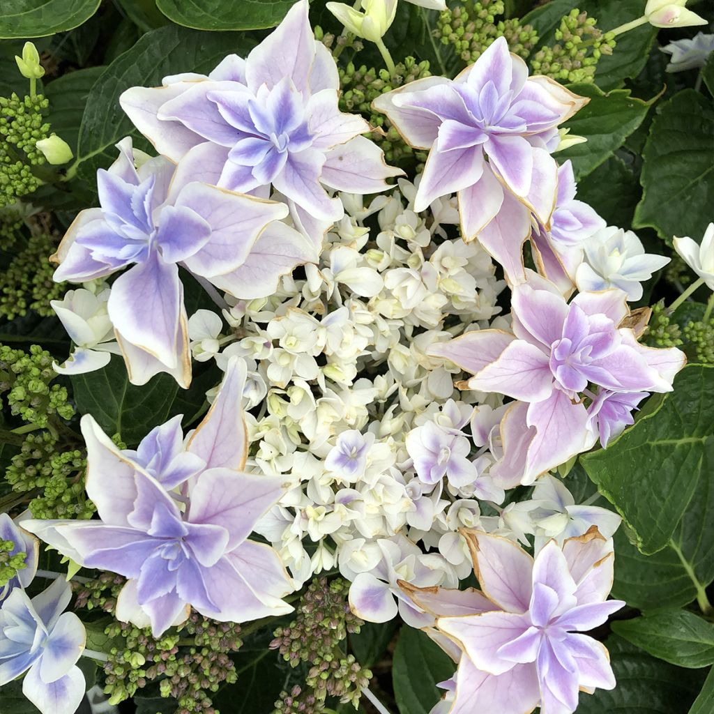 Hydrangea macrophylla Stargazer - Bauernhortensie