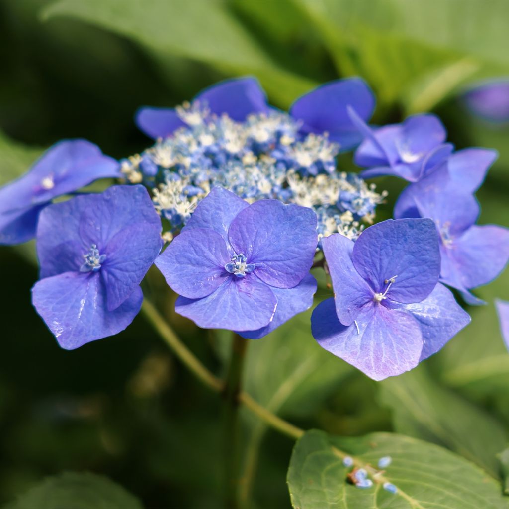 Hydrangea macrophylla Teller Blue - Bauernhortensie