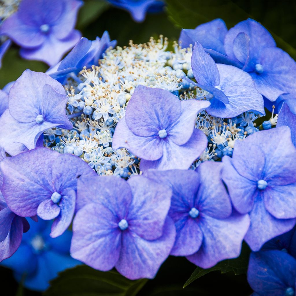 Hortensia - Hydrangea macrophylla Teller Blue