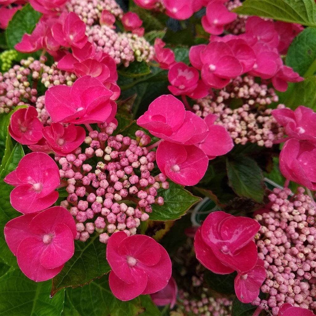 Hydrangea macrophylla Teller Red - Bauernhortensie