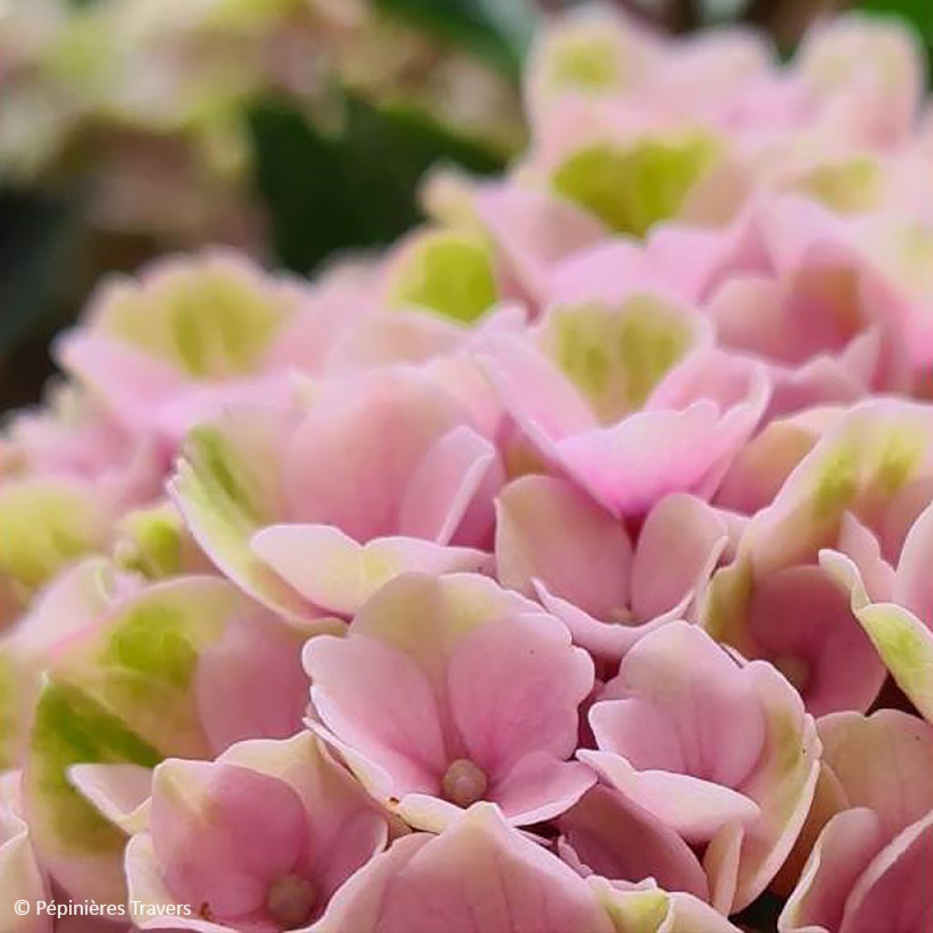 Hydrangea macrophylla Valvert - Bauernhortensie