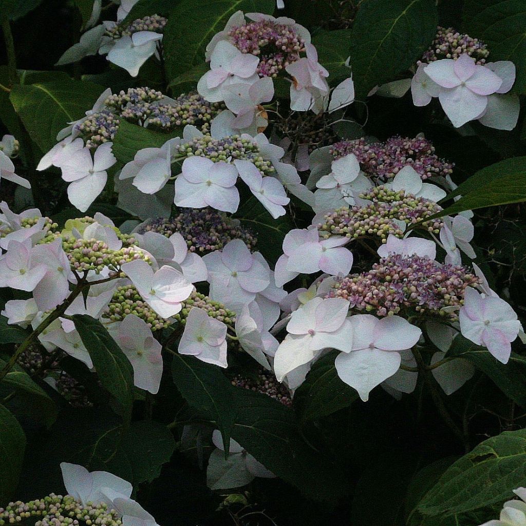 Hydrangea macrophylla Veitchii - Bauernhortensie