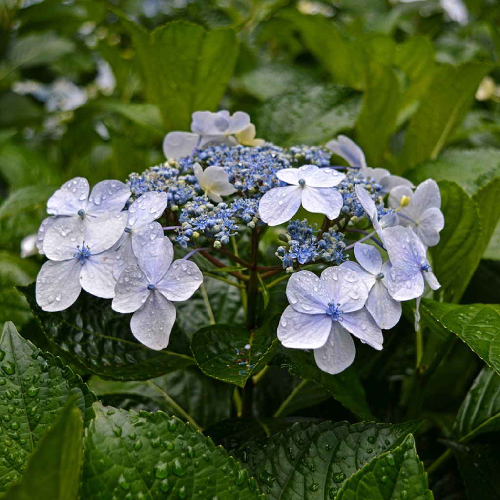 Hydrangea macrophylla Blue wave - Bauernhortensie