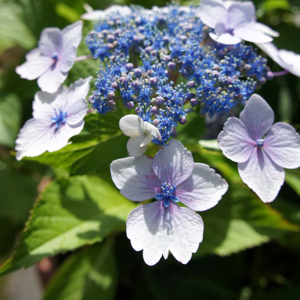 Hydrangea macrophylla Blue wave - Bauernhortensie