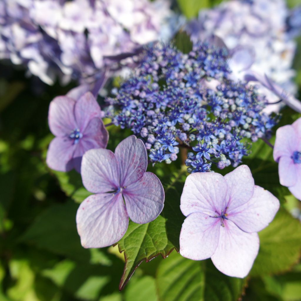 Hydrangea macrophylla Blue wave - Bauernhortensie