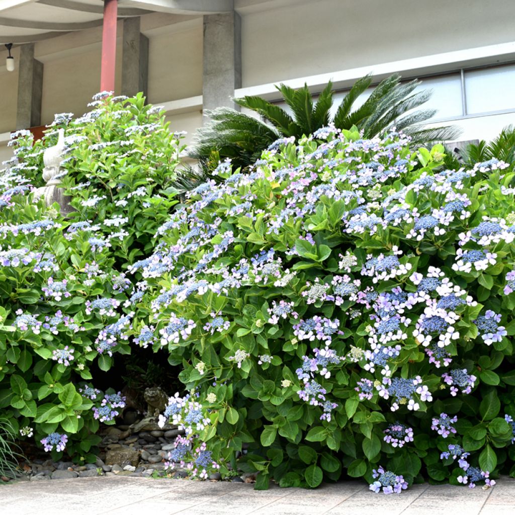 Hydrangea macrophylla Blue wave - Bauernhortensie