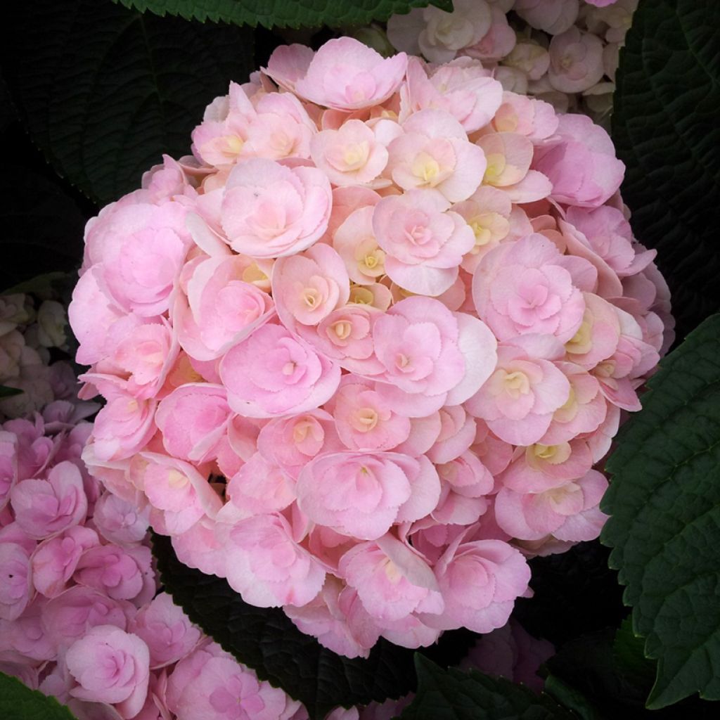 Hydrangea macrophylla 'Youme H1917' LOVE (YOU & ME® series) - Bauernhortensie