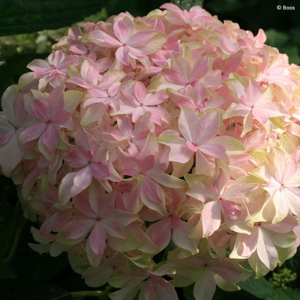 Hydrangea macrophylla You & Me 'Inspire' - Bauernhortensie