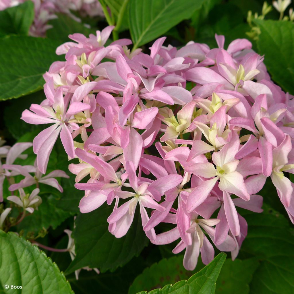 Hydrangea macrophylla You & Me 'Inspire' - Bauernhortensie