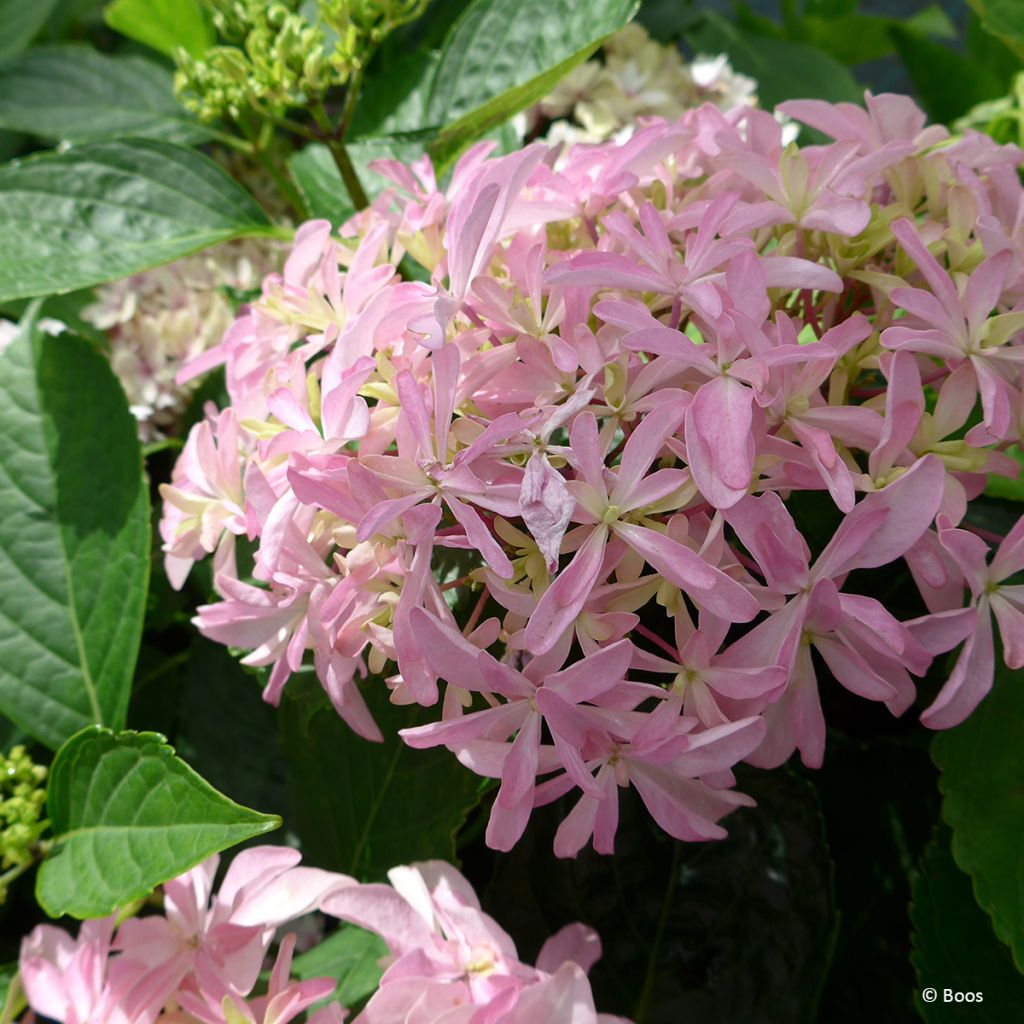 Hydrangea macrophylla You & Me 'Inspire' - Bauernhortensie