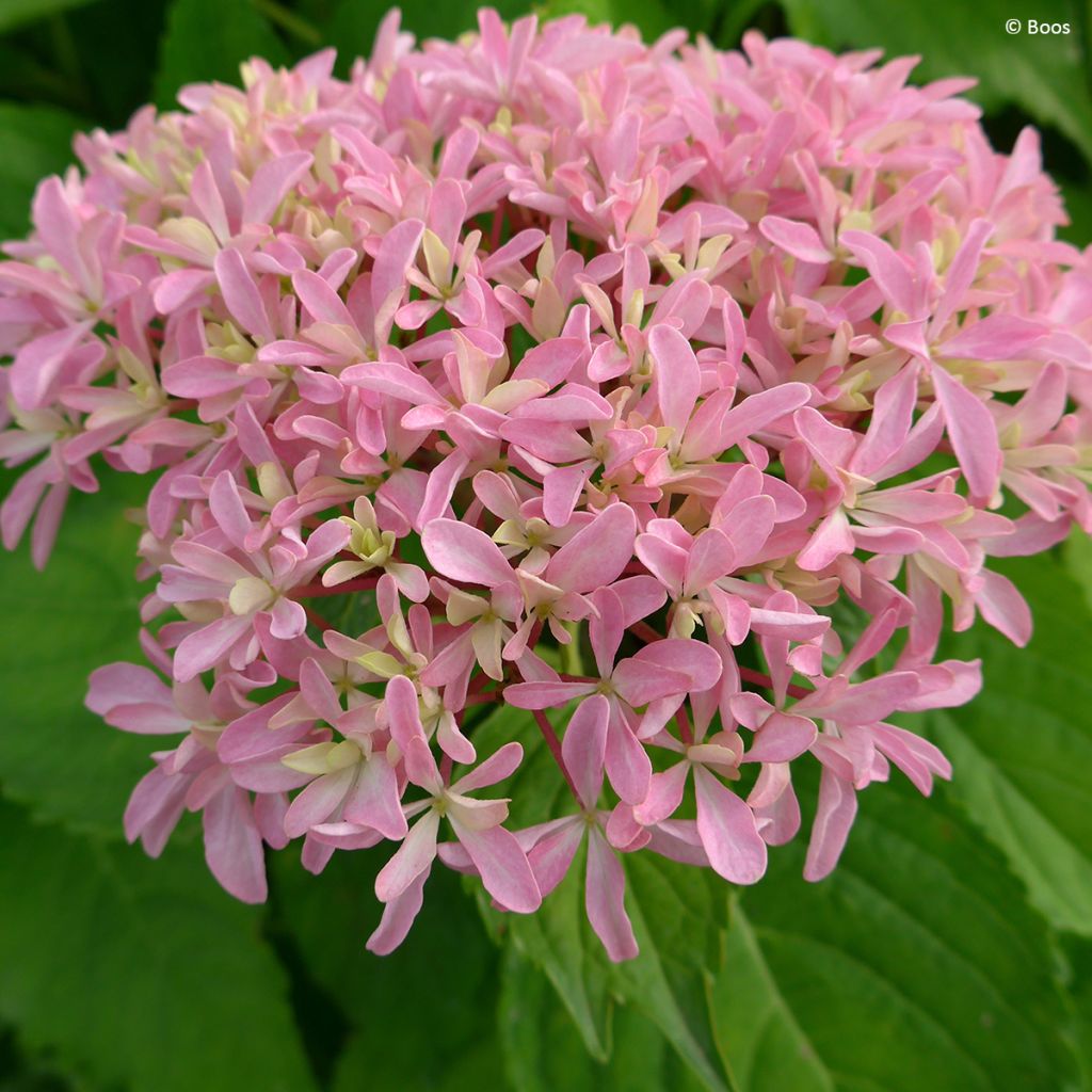 Hydrangea macrophylla You & Me 'Inspire' - Bauernhortensie