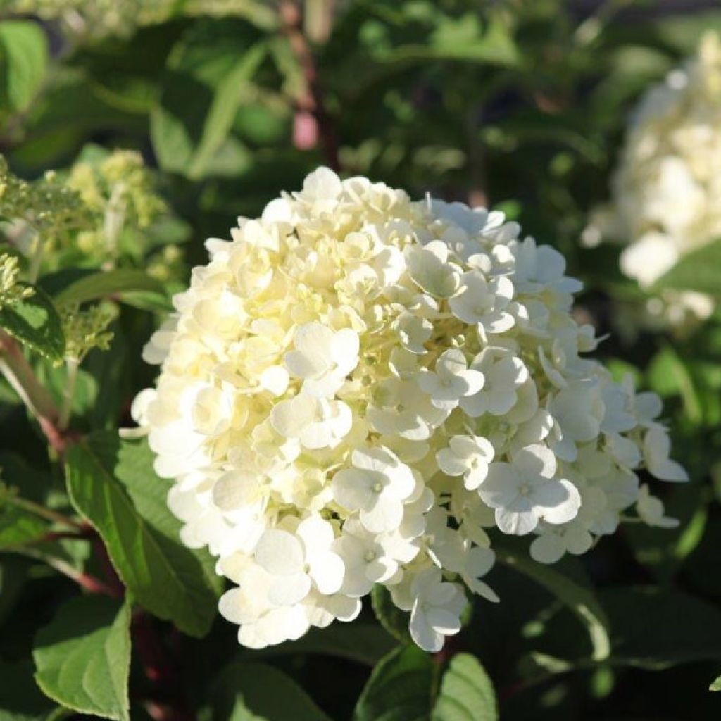 Rispenhortensie Bobo - Hydrangea paniculata