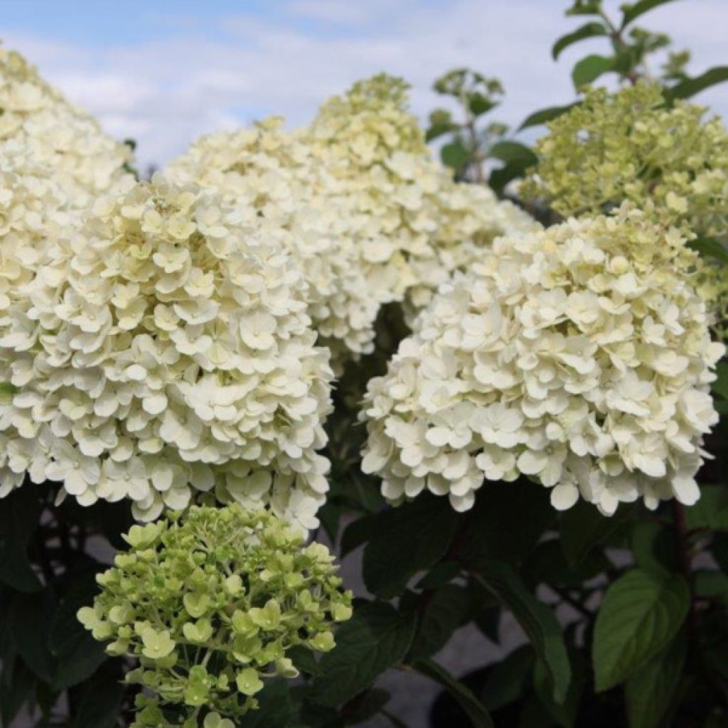 Rispenhortensie Bobo - Hydrangea paniculata