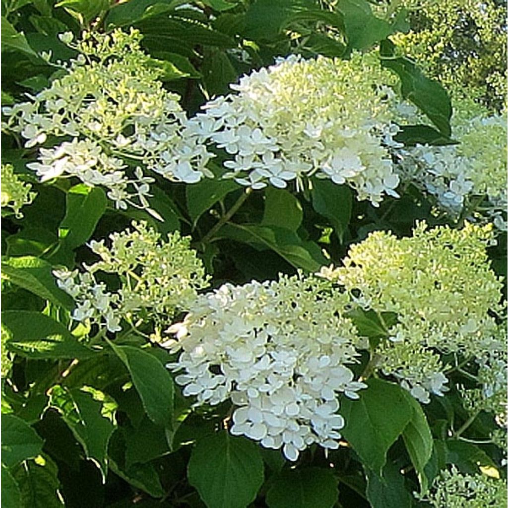 Rispenhortensie Bombshell - Hydrangea paniculata