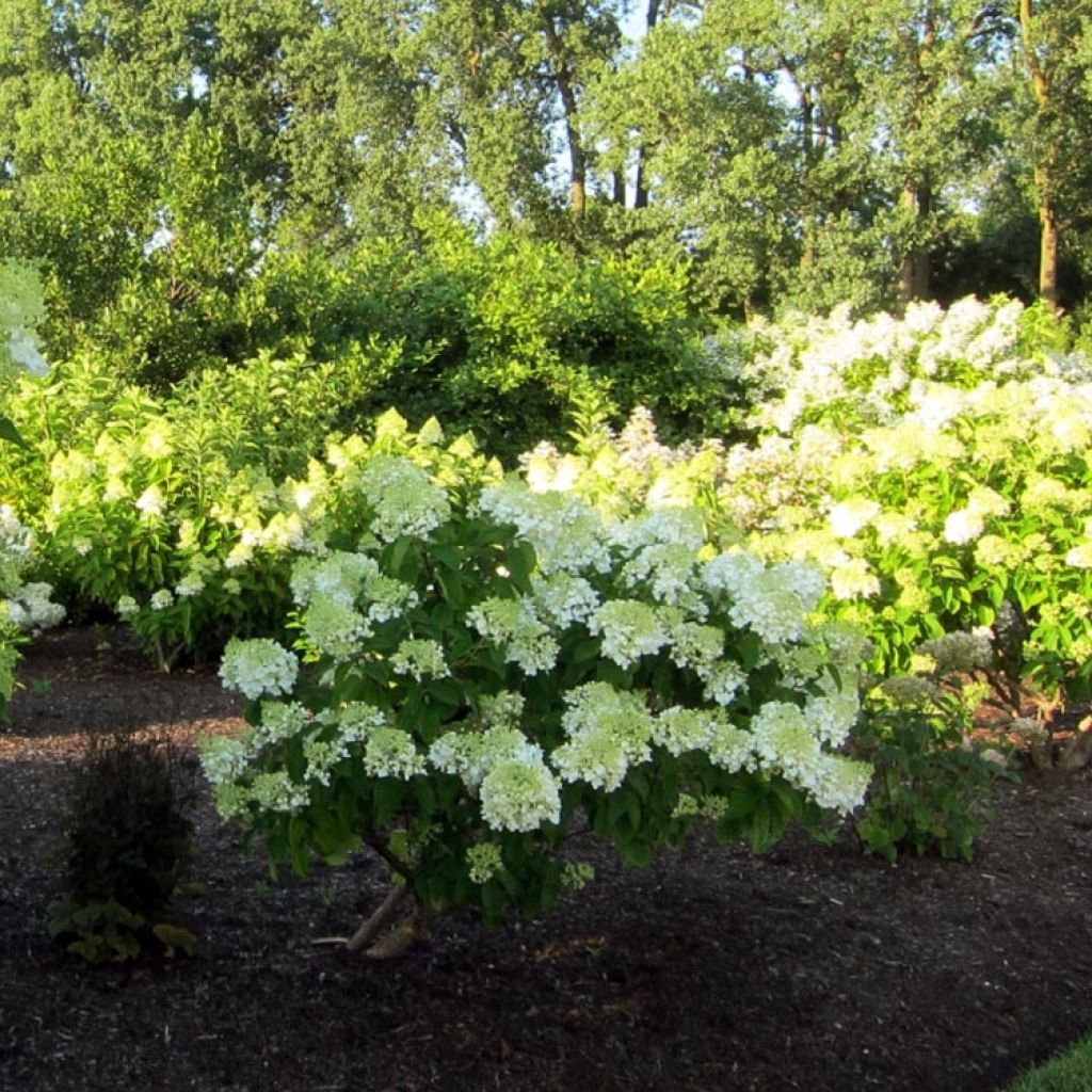 Hortensia - Hydrangea paniculata Bombshell