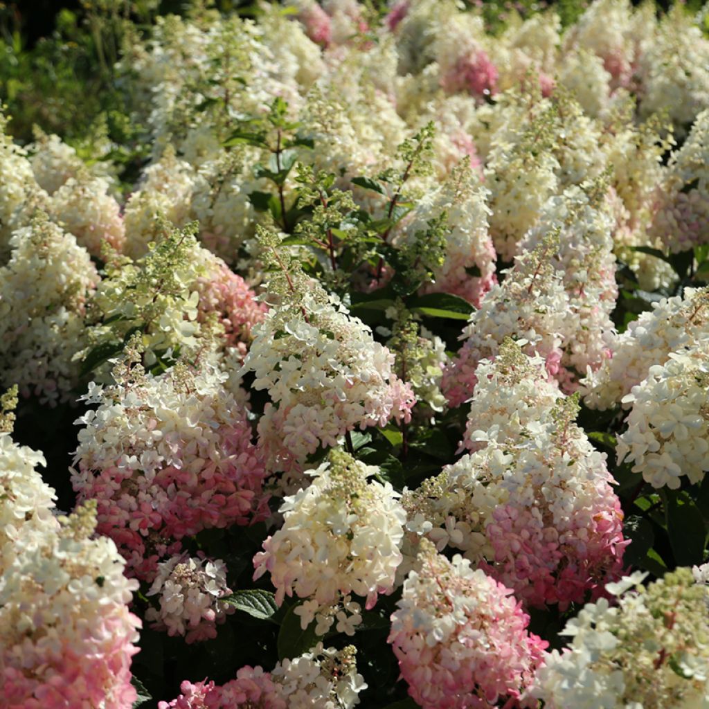 Rispenhortensie Candlelight - Hydrangea paniculata