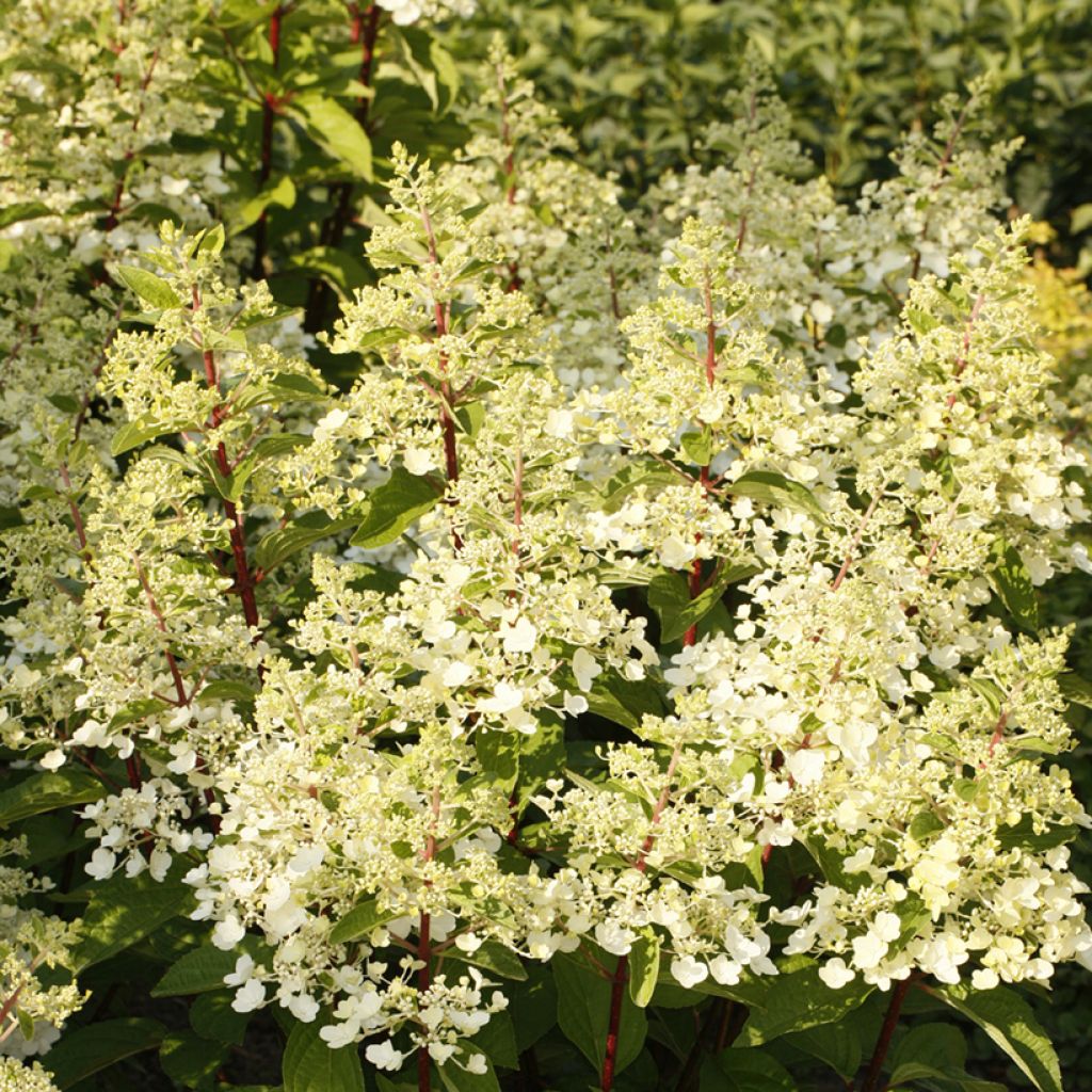 Rispenhortensie Candlelight - Hydrangea paniculata