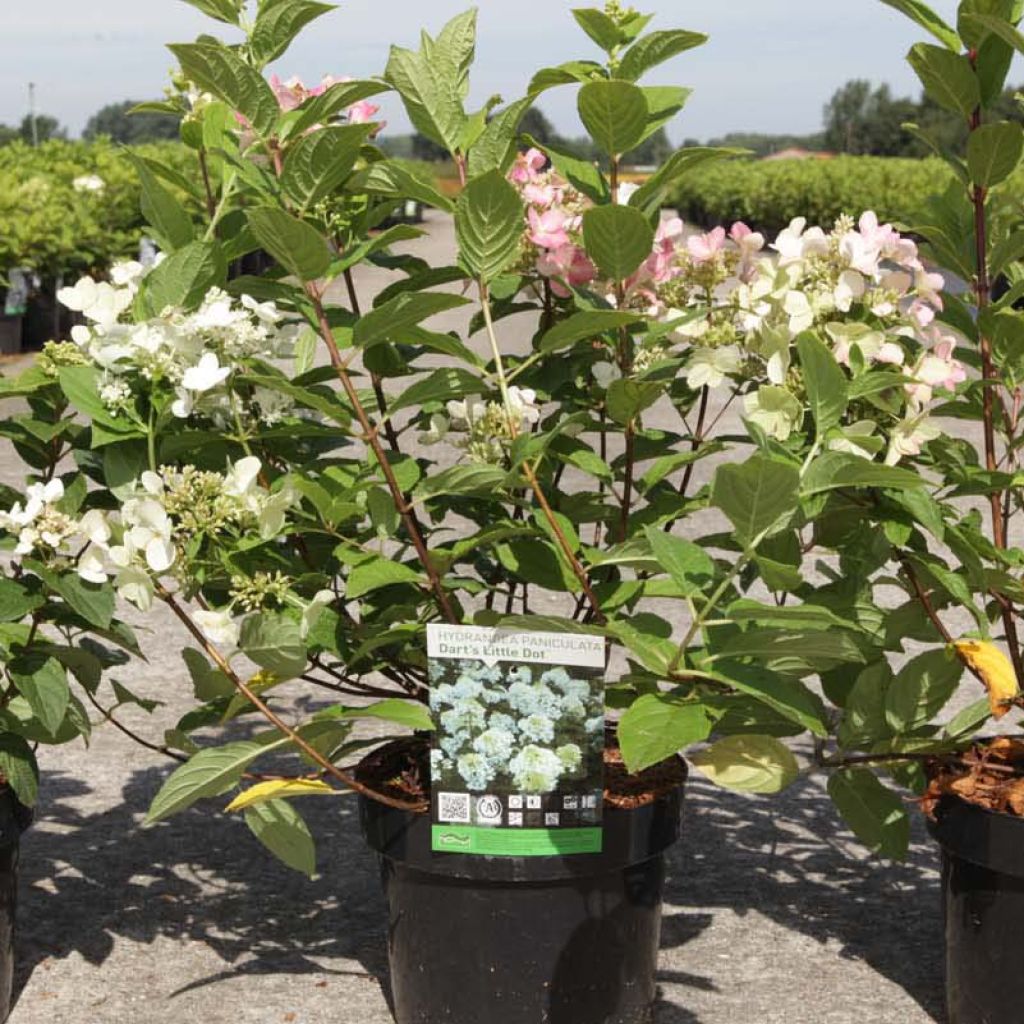 Hortensia - Hydrangea paniculata Dart's Little Dot