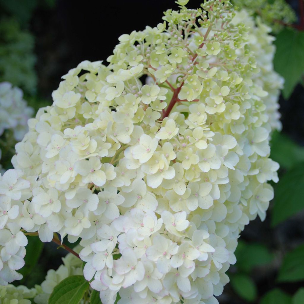 Hortensia - Hydrangea paniculata Diamantino