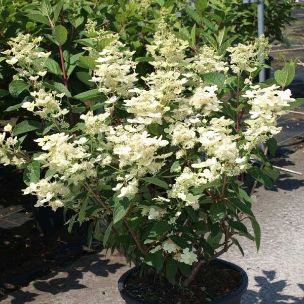 Hydrangea paniculata Early Sensation - Hortensia paniculé