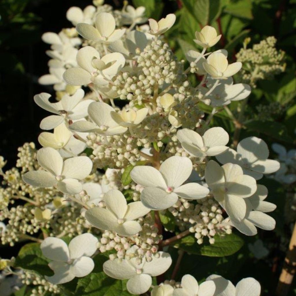 Hortensia - Hydrangea paniculata Early Sensation