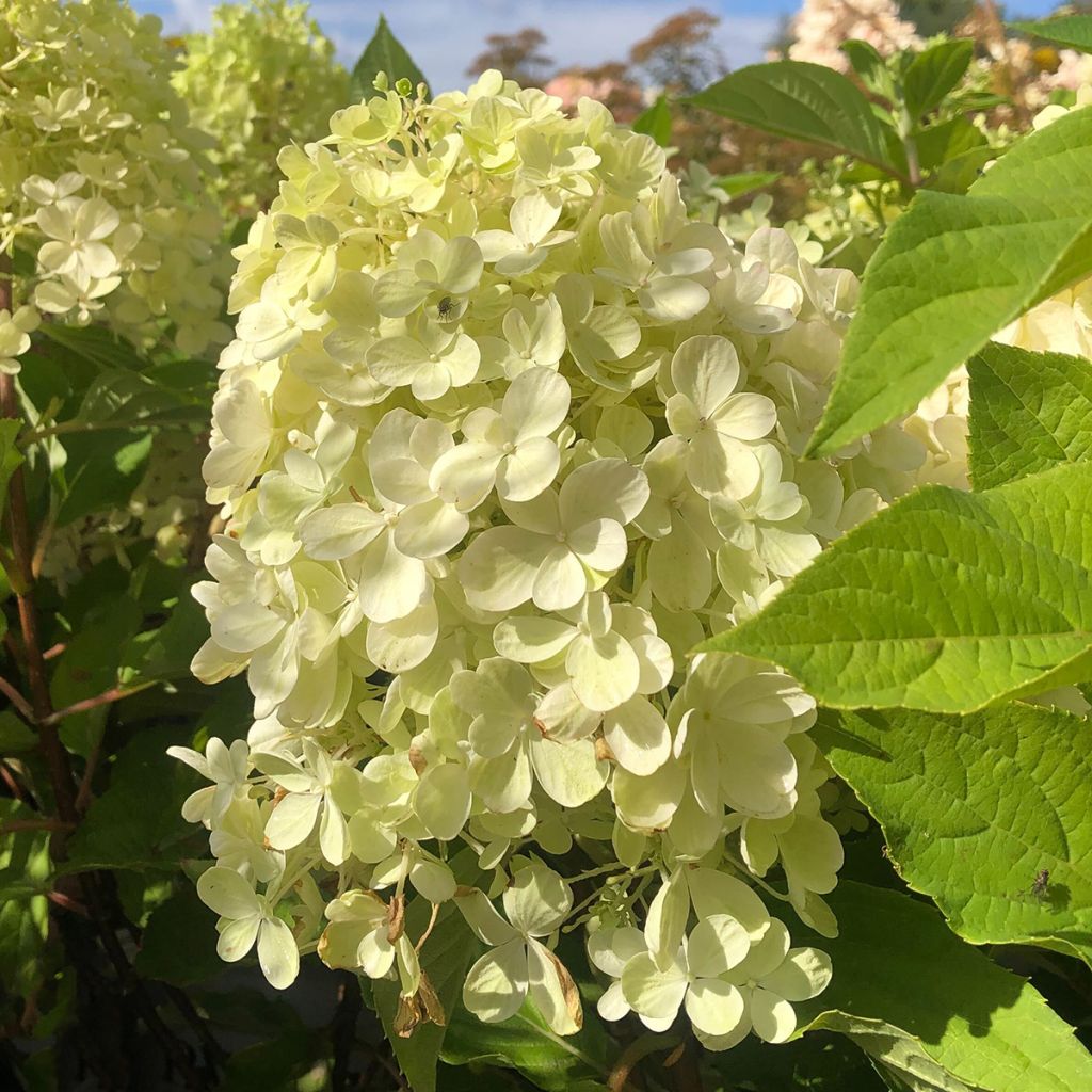 Hortensia paniculé nain - Hydrangea paniculata Fire Light