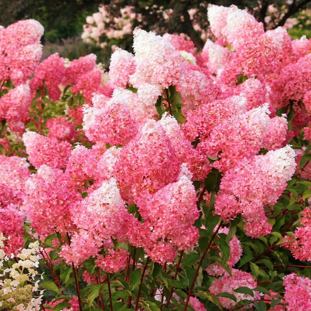 Rispenhortensie Framboisine - Hydrangea paniculata