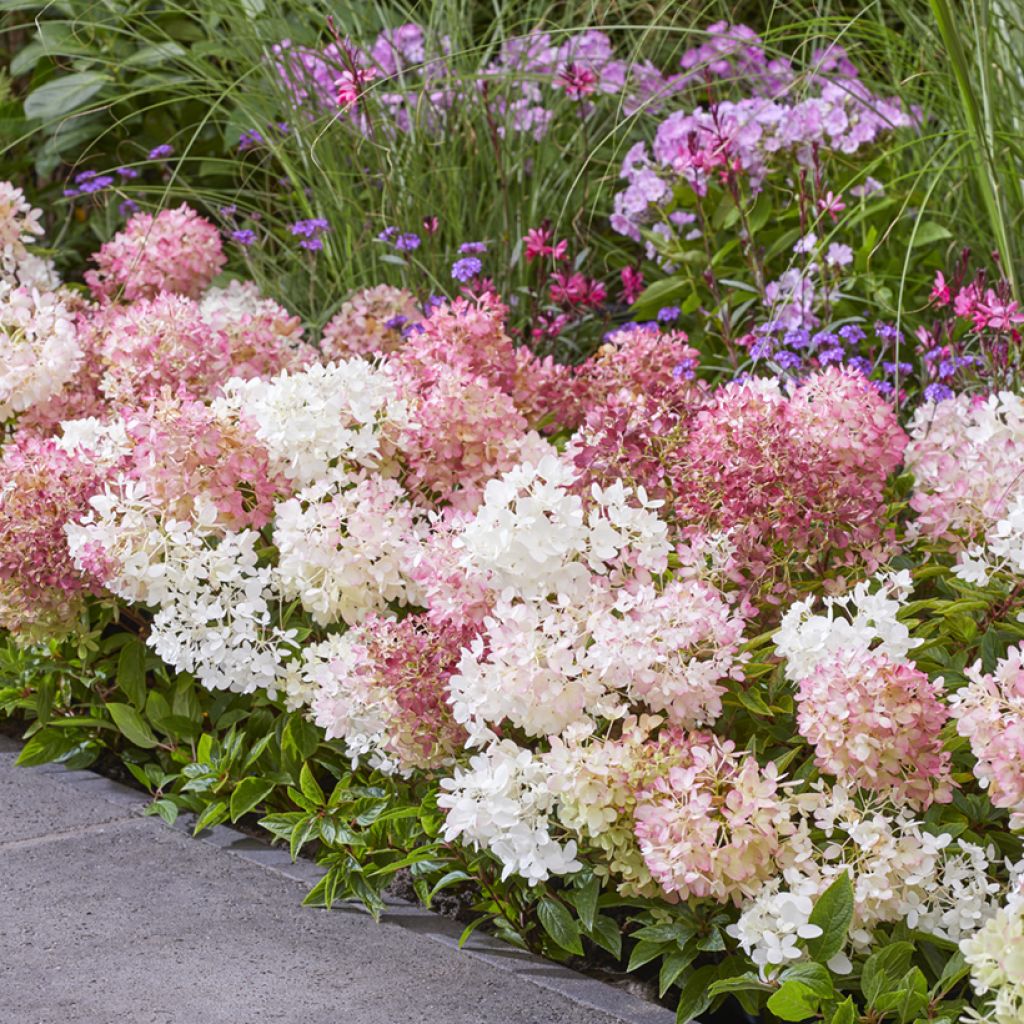 Rispenhortensie Groundbreaker - Hydrangea paniculata