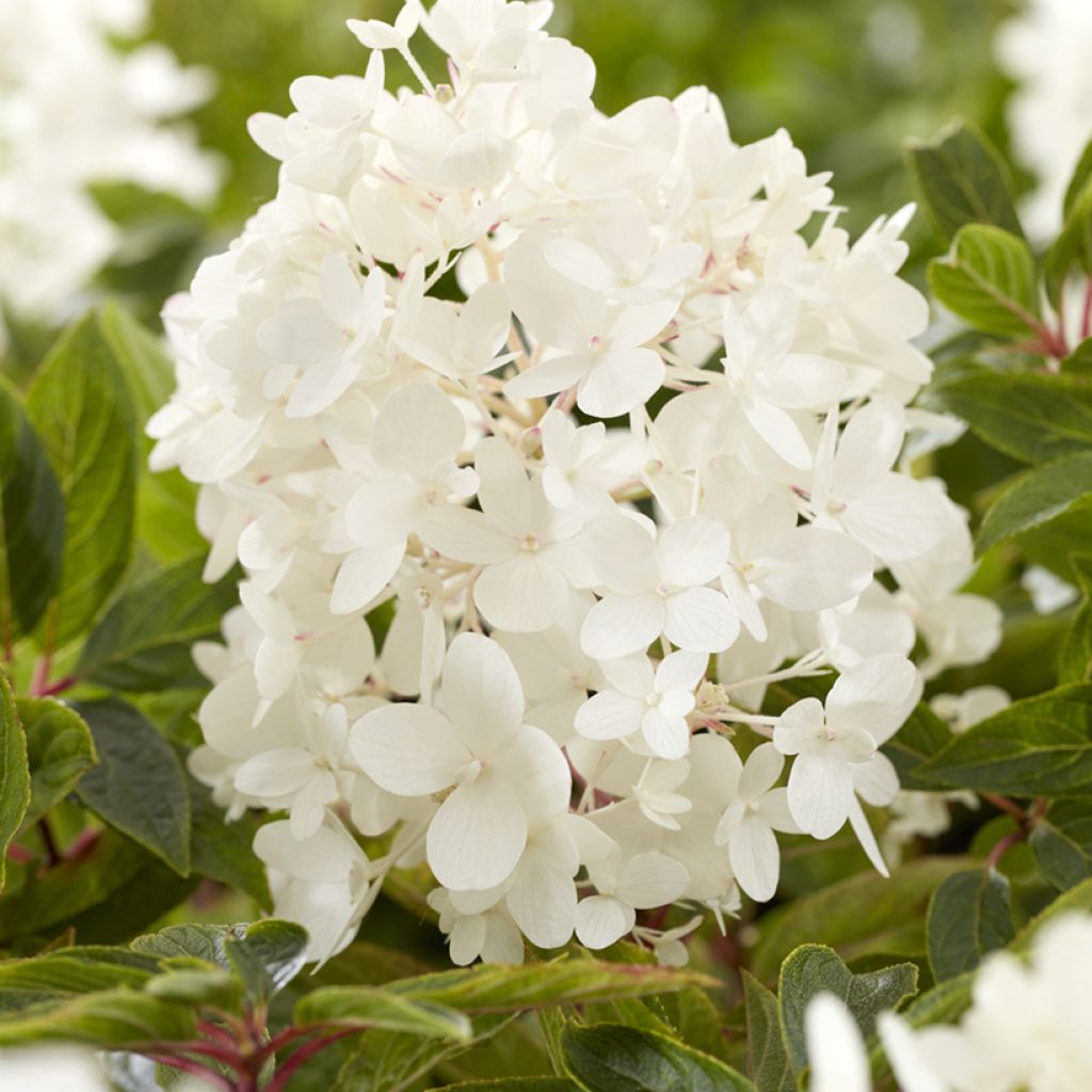 Rispenhortensie Groundbreaker - Hydrangea paniculata